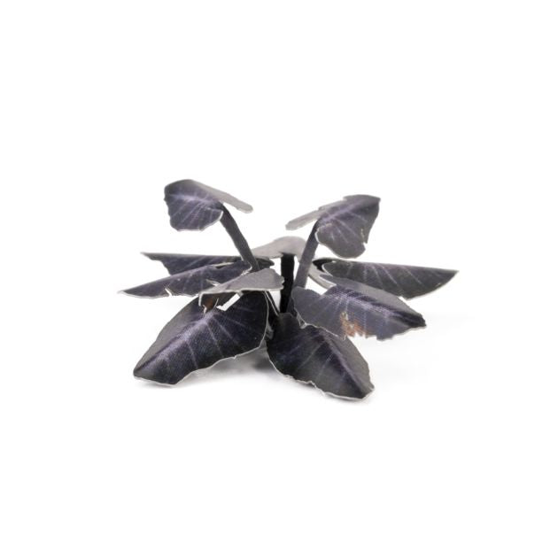 Black Magic Taro | Laser Plants