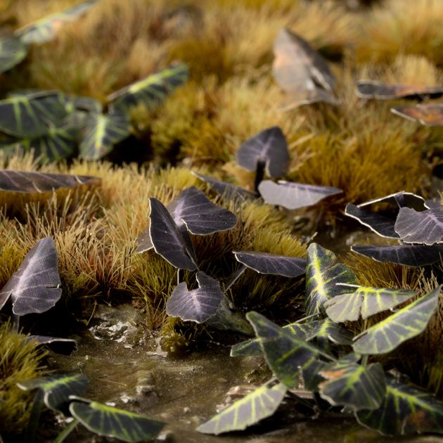 Black Magic Taro | Laser Plants